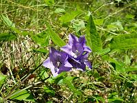 Pflanzen 297  Glockenblume auf dem H&auml;rtsfeldhof, 11.06.2014.