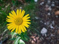 Pflanzen 298  Gelbe Margerite (Leucanthemum vulgare), 11.06.2015.