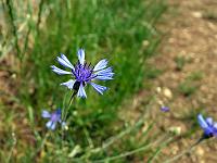 Pflanzen 299  Kornblume (Centaurea cyanus) oberhalb von Bopfingen, 12.06.2014.