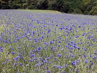 Pflanzen 300  Kornblumenfeld oberhalb von Bopfingen, 12.06.2014.