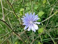 Pflanzen 301  Wegwarte (Cichorium intybus), Bopfingen 20.06.2014.