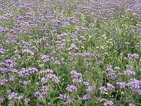 Pflanzen 302  Phacelia, 20.06.2014.