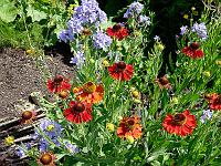 Pflanzen 303  Landesgartenschau in Schw&auml;bisch Gm&uuml;nd am 22.06.2014.