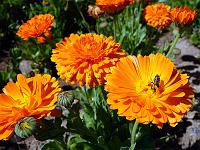 Pflanzen 305  Ringelblume (Calendula officinalis), 22.06.2014.
