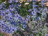 Pflanzen 306  Alpen-Mannstreu, Edeldistel, Schw&auml;bisch Gm&uuml;nd, 22.06.2014.