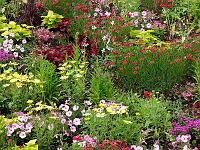 Pflanzen 308  Landesgartenschau in Schw&auml;bisch Gm&uuml;nd am 22.06.2014.