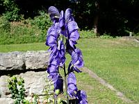 Pflanzen 309  Eisenhut (Aconitum), 06.07.2014.