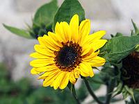 Pflanzen 310  Sonnenblume in unserem Garten, 13.07.2014.