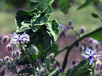 Pflanzen 311  Borretsch (Borago officinalis), 13.07.2014.