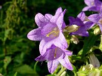Pflanzen 312  Glockenblume, 17.07.2014.