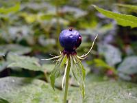 Pflanzen 313  Einbeere (Paris quadrifolia) im Lautertal, 26.07.2014.