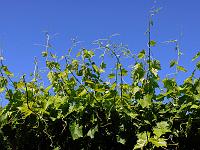 Pflanzen 314  Weinreben in Lana, S&uuml;dtirol, 08.08.2014.