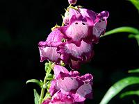 Pflanzen 315  Glockenblume in Lana, 08.08.2014.
