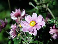 Pflanzen 316  Blumen im Garten von Schloss Trauttmansdorff, Meran, 08.08.2014.