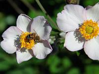 Pflanzen 317  Blumen im Garten von Schloss Trauttmansdorff, Meran, 08.08.2014.