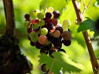 Pflanzen 319  Weintrauben bei Schloss Trauttmansdorff, Meran, 08.08.2014.