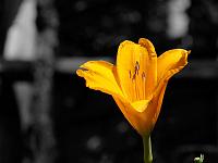 Pflanzen 320  Blumen im Garten von Schloss Trauttmansdorff, Meran, 08.08.2014.