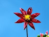 Pflanzen 321  Blumen im Garten von Schloss Trauttmansdorff, Meran, 08.08.2014.