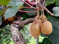 Pflanzen 322  Kiwis, Lana am 08.08.2014.