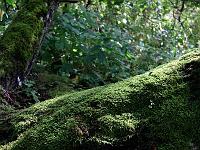 Pflanzen 324  Urwald und Moos, ehemaliger Truppen&uuml;bungsplatz M&uuml;nsingen am 30.08.2014.