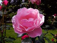 Pflanzen 326  Rose, gesehen in Seefelden am 07.09.2014.