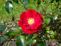 Pflanzen 327  Rose, gesehen in Seefelden am 07.09.2014.
