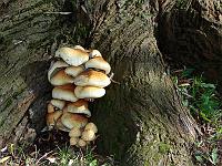 Pflanzen 328  Baumpilze, Gotha, Th&uuml;ringen, 27.10.2014.