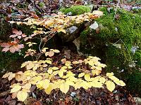 Pflanzen 329  Buchenlaub, 16.11.2014.