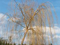 Pflanzen 33  Echte Trauerweide (Salix babylonica).