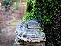 Pflanzen 330  Baumpilz, 23.11.2014.