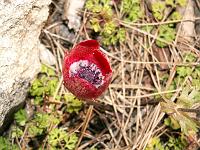 Pflanzen 34  Eine mir unbekannte Blume welche zu hunderten in den W&auml;ldern des Taurusgebirges bl&uuml;hte.