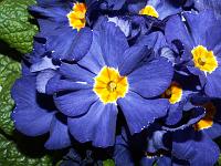 Pflanzen 37  Primeln (Primula).