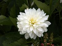 Pflanzen 46  Wei&szlig;e Dahlie (Dahlia).