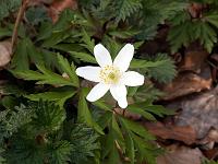 Pflanzen 47  Buschwindr&ouml;schen (Anemone nemorosa).