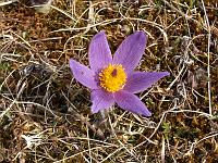 Pflanzen 48  Wilde K&uuml;chenschellen (Pulsatilla) an Ostern 2009 in Lonsee.