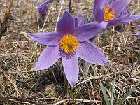 Pflanzen 49  Wilde K&uuml;chenschellen (Pulsatilla) an Ostern 2009 in Lonsee.