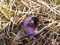 Pflanzen 50  Wilde K&uuml;chenschellen (Pulsatilla) an Ostern 2009 in Lonsee.