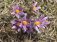 Pflanzen 51  Wilde K&uuml;chenschellen (Pulsatilla) an Ostern 2009 in Lonsee.