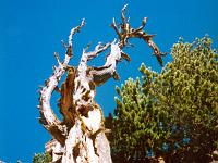 Pflanzen 57  Dieser alte Baum erz&auml;hlte mir die Geschichte von Werden, Leben und Vergehen. Saas-Fee, Schweiz 1998.