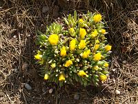 Pflanzen 63  Mittagsblume im Steingarten.