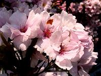 Pflanzen 69  Bl&uuml;ten einer Zierkirsche.