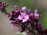 Pflanzen 74  Die Bl&uuml;te eine Buddleja.