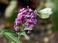 Pflanzen 75  Ein Kohlwei&szlig;ling auf einer Buddleja-Bl&uuml;te.