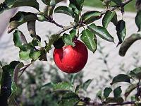 Pflanzen 76  Der Apfel vom Baum des verbotenen Gartens.