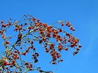 Pflanzen 79  Eberesche in voller Frucht, IVV in Schnaitheim am 3.10.2009.