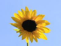 Pflanzen 80  Sonnenblume, IVV Schaitheim am 3.10.2009.