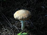 Pflanzen 83  Fliegenpilz am H&uuml;ndle am 4.10.2009 bei Oberstaufen.