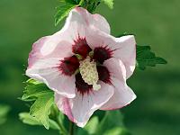 Pflanzen 86  Hibiskusbl&uuml;te (Rosen-Eibisch) in unserem Garten - Hibiscus - 19.09.2010.