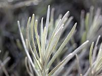 Pflanzen 88  Currykraut - Helichrysum italicum, 21.09.2010.
