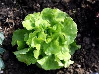 Pflanzen 89  Kopfsalat - Lactuca sativa, 21.09.2009.
